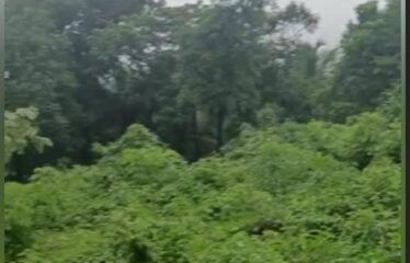 Plot for sale at Maina Curtorim.