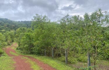 Plot for sale in Bhogwe Beach Maharashtra