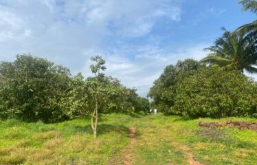 Plot for sale in Bhogwe Beach Maharashtra.