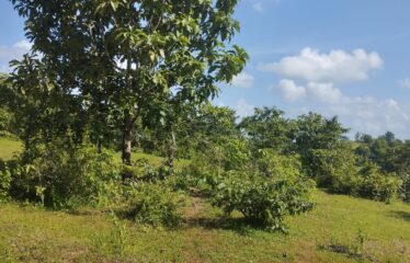 Plot for sale at Ibrampur.