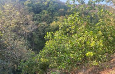 Plot for sale at Panturli Maharashtra.