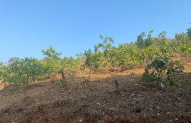 Plot for sale at Panturli Maharashtra.