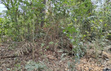 Plot for sale in Revora.