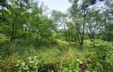 SETTLEMENT LAND FOR SALE AT NACHINOLA