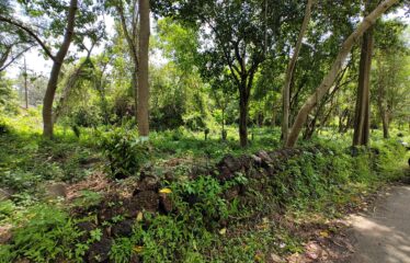 Plot for sale at Corjuem.