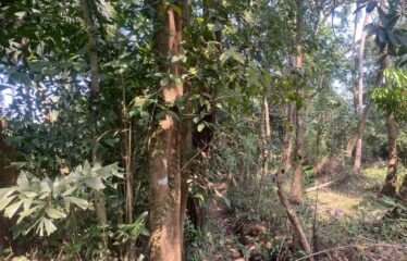 Plot for sale in Siolim Oxel Camurlim Road.