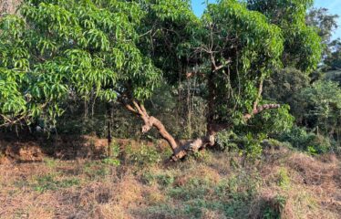 Plot in Salvador do Mundo, North Goa.