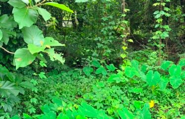 🏡 PLOT FOR SALE IN CHORAO, GOA