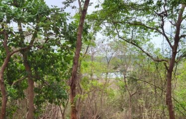 🌿 PLOT FOR SALE – MOIRA, GOA 🌿